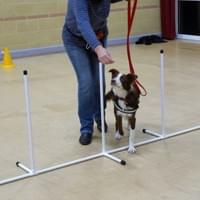 Dog class Wymondham Dog class Wymondham