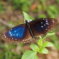 Biodiversity under threat
