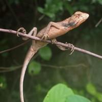 Biodiversity under threat