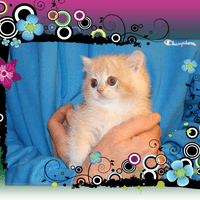 Golden Male Golden Male