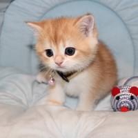 Golden Chinchilla Boy Golden Chinchilla Boy