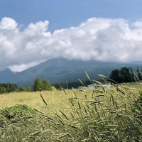 一歩のライ麦畑から 一歩のライ麦畑から