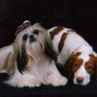 Large and Small Animal Photography Large and Small Animal Photography