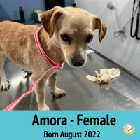 Amora Amora