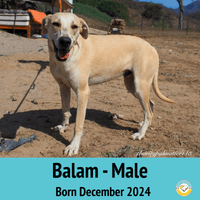Balam Balam