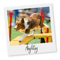 L’AGILITY