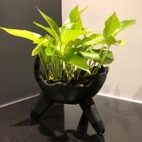 Biscuit Foot Sumo Biscuit Foot Sumo