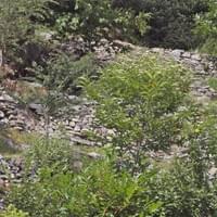 Trockenmauer Terrassen Mergoscia