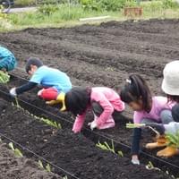 畑しごと 畑しごと