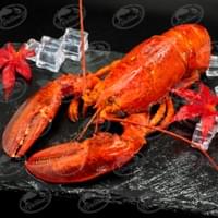 Cooked Canadian Lobster Cooked Canadian Lobster