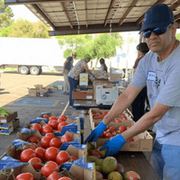 harvest distribution harvest distribution