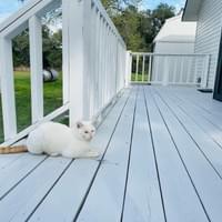 Side Porch and 'Handsome' the cat Side Porch and 'Handsome' the cat