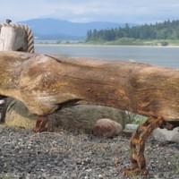 "Gator" Driftwood Bench | 2' x 7' | S O L D "Gator" Driftwood Bench | 2' x 7' | S O L D