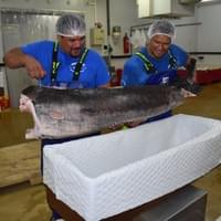 Fresh H&G 3 Fresh H&G 3