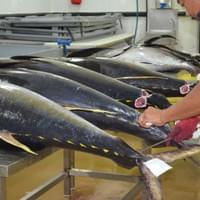 Fresh H&G 1 Fresh H&G 1