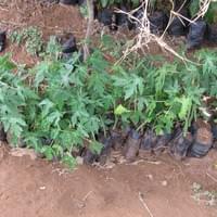 Etter bare noen 2-3 uker begynner stiklingene å spire frem fra de små svarte posene! I Kenya kaller de mange poser med stiklinger for en nursery (altså som en plante-barnehage!)
