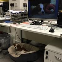 Charlie the King Charles Spaniel Charlie the King Charles Spaniel