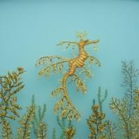 Seaweed mimicry Seaweed mimicry