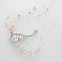 Juvenile ribbonfish Juvenile ribbonfish