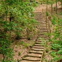 Forêt Forêt