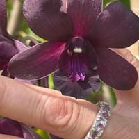 Ring with Rhodolite Garnet Ring with Rhodolite Garnet
