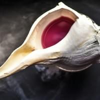 Out of your shell Out of your shell