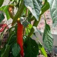 Fresh food Fresh food