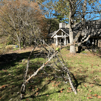 Big apple branches cut from the apple trees in the yard. We couldn't just let then lay on the ground.