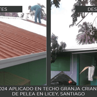 GRANJA CRIANZA DE GALLOS DE PELEA EN LICEY GRANJA CRIANZA DE GALLOS DE PELEA EN LICEY