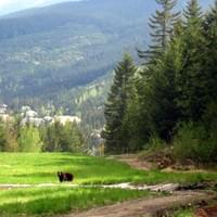 Whistler Bear Whistler Bear