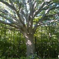 Waterdown Trails Waterdown Trails