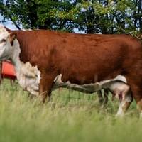 Moorside 1 Jackie 3rd.