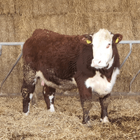 Moorside 1 Evita 9th ET Moorside 1 Evita 9th ET