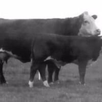 Remittal Arretta- grand-dam of Kingston Remittal Arretta- grand-dam of Kingston