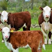 3 Janes- 5th, 3rd and her calf, 9th 3 Janes- 5th, 3rd and her calf, 9th