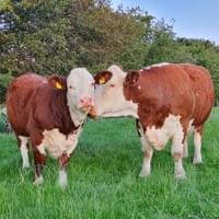 Moorside 1 Jane 1st, with her EPIC Pilot daughter  Moorside 1 Jane 1st, with her EPIC Pilot daughter