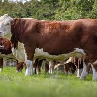 Moorside 1 Jane (1st.)