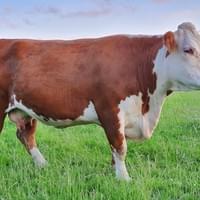 Moorside 1 New Dawn 1st. Romany x Australian Horned genetics! Moorside 1 New Dawn 1st. Romany x Australian Horned genetics!