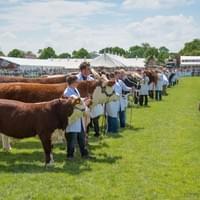 Jane and her bull calf in the Burke Trophy 2014 Jane and her bull calf in the Burke Trophy 2014