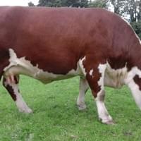 Moorside 1 Mink 2nd. 5yo cow Moorside 1 Mink 2nd. 5yo cow