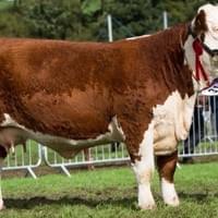 Jane 3rd. Breed Champ 2016 Westmorland Jane 3rd. Breed Champ 2016 Westmorland