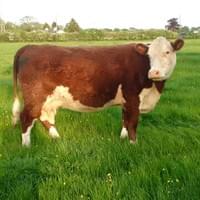 Romany 1 Dawn Romany 1 Dawn