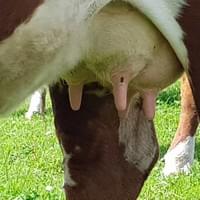 Dawns fine udder as a second calver, typical of Stamina daughters Dawns fine udder as a second calver, typical of Stamina daughters