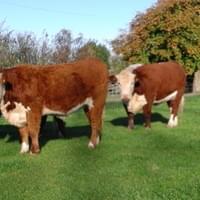 In-calf  heifers , Autumn 2016. by three different sires and out of four cow families In-calf  heifers , Autumn 2016. by three different sires and out of four cow families