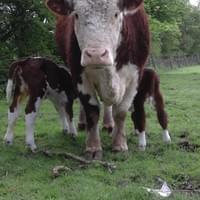 Herd matriarch, Jane with twin calves 2017 Herd matriarch, Jane with twin calves 2017