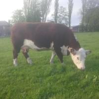 Romany 1 Julia Romany 1 Julia