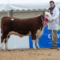Moorside 1 Poppy, Female Champion at Hereford Spring Sale Moorside 1 Poppy, Female Champion at Hereford Spring Sale