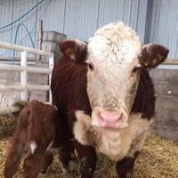 Jane 5th and her first calf at 23 moths old, and 2nd Female of 2016!  Jane 5th and her first calf at 23 moths old, and 2nd Female of 2016!