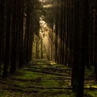 Herfst Edese Bos Herfst Edese Bos