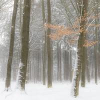 Wandelen in het Edese Bos Wandelen in het Edese Bos